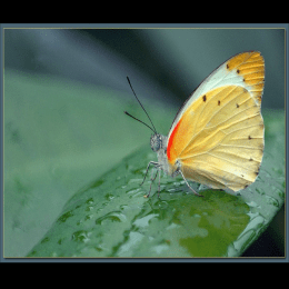 Fotos de mariposas maravillosas - Art & Photos